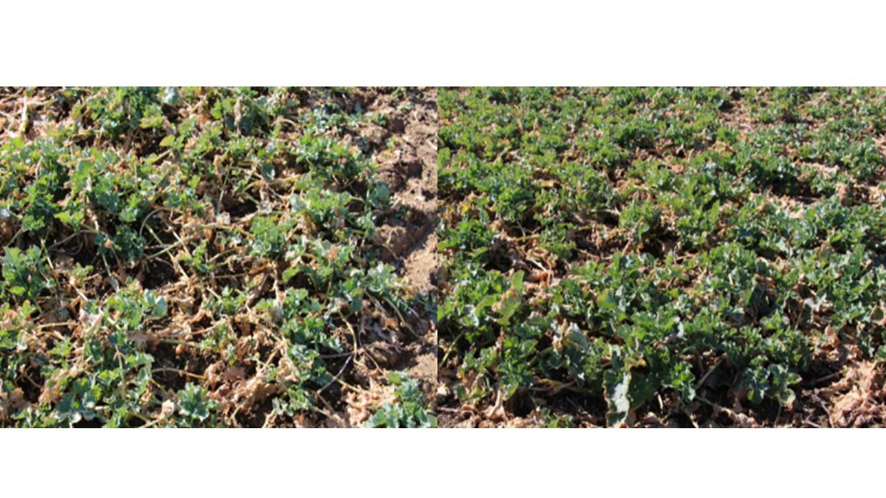 3. kép: Kezeletlen kontroll – bal oldalon, Caramba® Turbo 1 l/ha – jobb oldalon