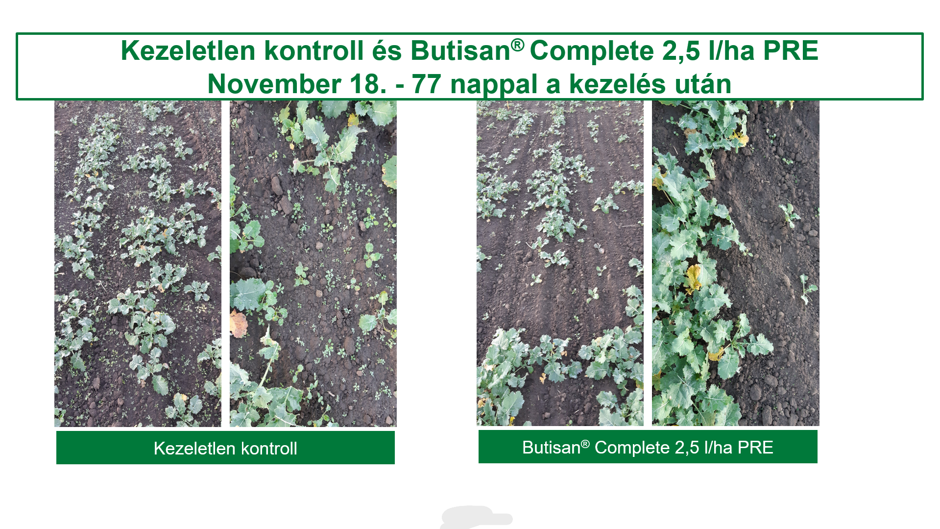 Butisan® Complete-tal kezelt és kezeletlen parcellák gyomviszonyai 77 nappal a kezelést követően